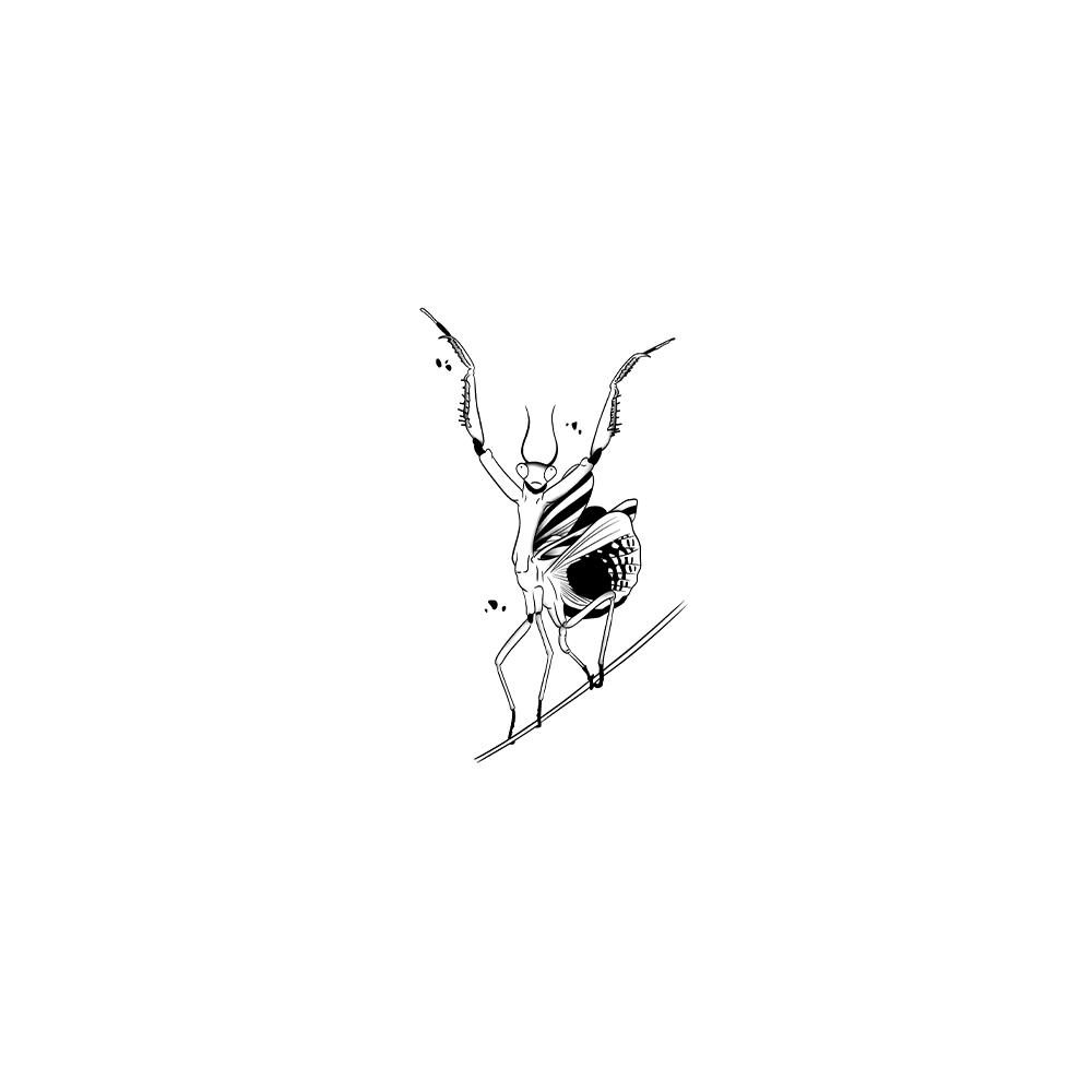 Flash tattoo Grande Mante Religieuse